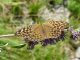 argynnis.jpg
