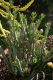 senecio anteuphorbium.jpg