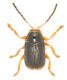 Cryptocephalus.jpg