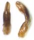 Cryptocephalus-edeago.jpg