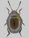 Crisomelidae 1.jpg