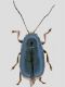 Chryptocephalus 1.jpg