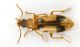 Notoxus_monocerosIMG_6319_C00608.JPG