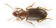 Ophonus_IMG_6375_C00642.JPG