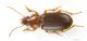 Ophonus_IMG_6376_C00643.JPG