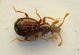 Pselaphide  Bryaxis italicus 17.04.10  f..JPG