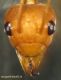 Oecophylla smaragdina 1.3.JPG