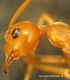 Oecophylla smaragdina 1.2.JPG