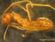 Oecophylla smaragdina 1.1.JPG