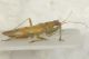 Nabis (Aspilaspis) viridulus2.JPG