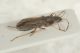 Himacerus sp2.JPG
