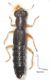 Staphylinidae%20Stenus%20sp1[1].JPG