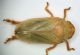 Cicaletta 2a.JPG