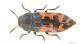 Acmaeodora_ottomana_s_C00669.JPG