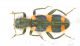 Trichodes_favariusIMG_6532_C00686.JPG