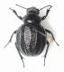 pimelia rugulosa 2003 San Foca.JPG