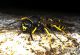 Polistes nimpha.jpg