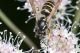 Polistes nimpha-2.jpg