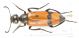 Mylabris_IMG_6743_C00781.JPG