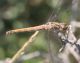 IMG_1693 Libellula forum.jpg