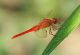 194---LIBELLULA,-Libellula,-Arthropoda,-Tracheata,-Hexapoda,-Insecta,-Pterygota,-Exopterygota,-Palaeoptera,-Odonata,-Anisoptera,-Libellulidae,-Libellulinae,-WILD,--CATANIA,.jpg