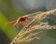 193---LIBELLULA,-Libellula,-Arthropoda,-Tracheata,-Hexapoda,-Insecta,-Pterygota,-Exopterygota,-Palaeoptera,-Odonata,-Anisoptera,-Libellulidae,-Libellulinae,-WILD,--CATANIA,.jpg