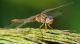 191---LIBELLULA,-Libellula,-Arthropoda,-Tracheata,-Hexapoda,-Insecta,-Pterygota,-Exopterygota,-Palaeoptera,-Odonata,-Anisoptera,-Libellulidae,-Libellulinae,-WILD,--CATANIA.jpg