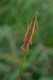 Miridae.gif