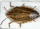 Aelia sp.jpg