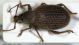 Otiorhynchus sp.jpg