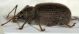 Otiorhynchus sp1.jpg