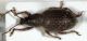 Otiorhynchus2 sp.jpg
