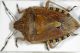 Pentatomidae.jpg