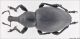 curculionidae_lo.jpg