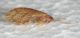 Hemerobidae1.JPG