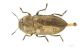 Anthaxia_IMG_6501_C00675.JPG