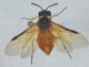 Argia sp1.JPG
