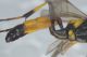 Ichneumonidae3.JPG