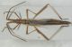 Chorosoma schillingii1.JPG