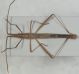 Chorosoma schillingii3.JPG
