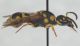 Eumenidae da ID3.JPG