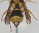 Eumenidae da ID2.JPG