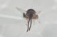Cynipidae3.JPG