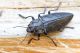 Calcophora_detritaIMG_9170.JPG