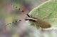 Agapanthia_kirbyiIMG_8913.jpg