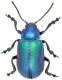 cacaliae-magistrettii.jpg