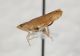 Cicadellidae A da ID3.JPG