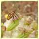 graphosoma%20lineatum%20e%20ninfe.JPG