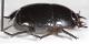 Pactolinus major2.JPG