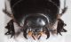 Pactolinus major3.JPG